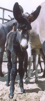 A baby black burro.