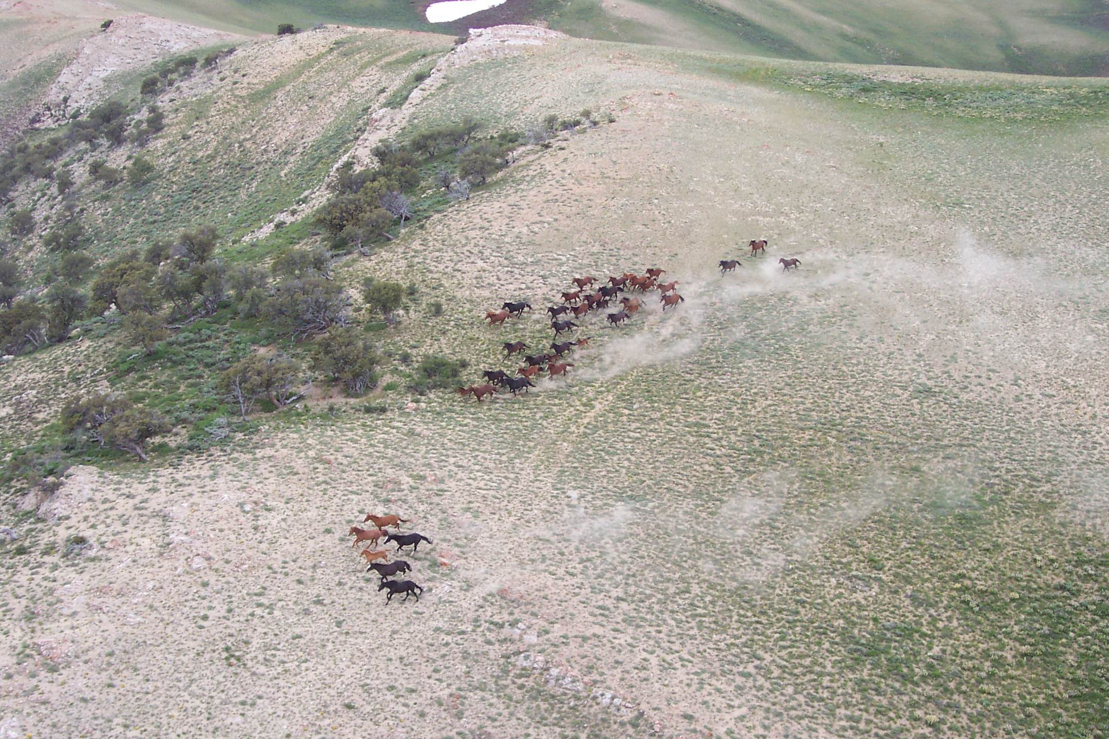 Aerial survey to estimate wild horse population size.