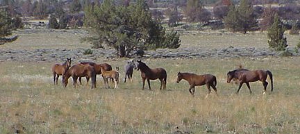 A family group of horses on the range.