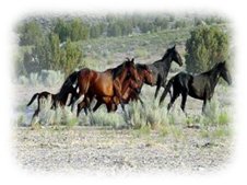 A band of wild horses in Nevada.