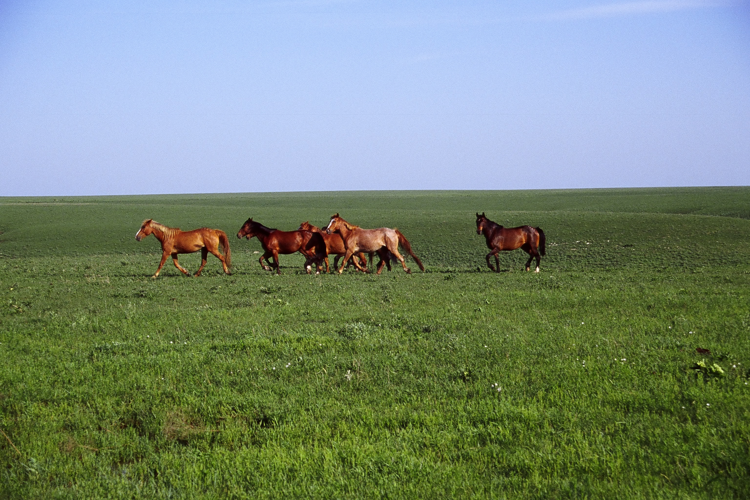 Wild horses in a long-term grassland pasture in the Midwest.