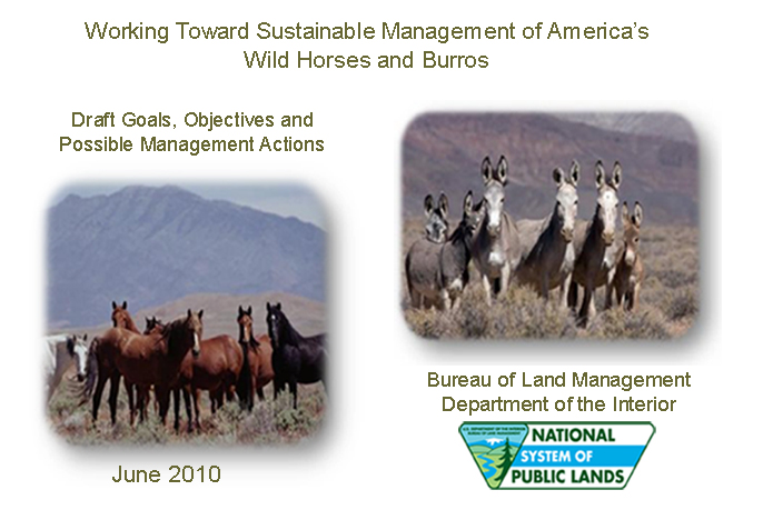 Group of wild horses on the Onaqui Herd Management Area, Utah and Group of burros on the Marietta Burro Range, Nevada