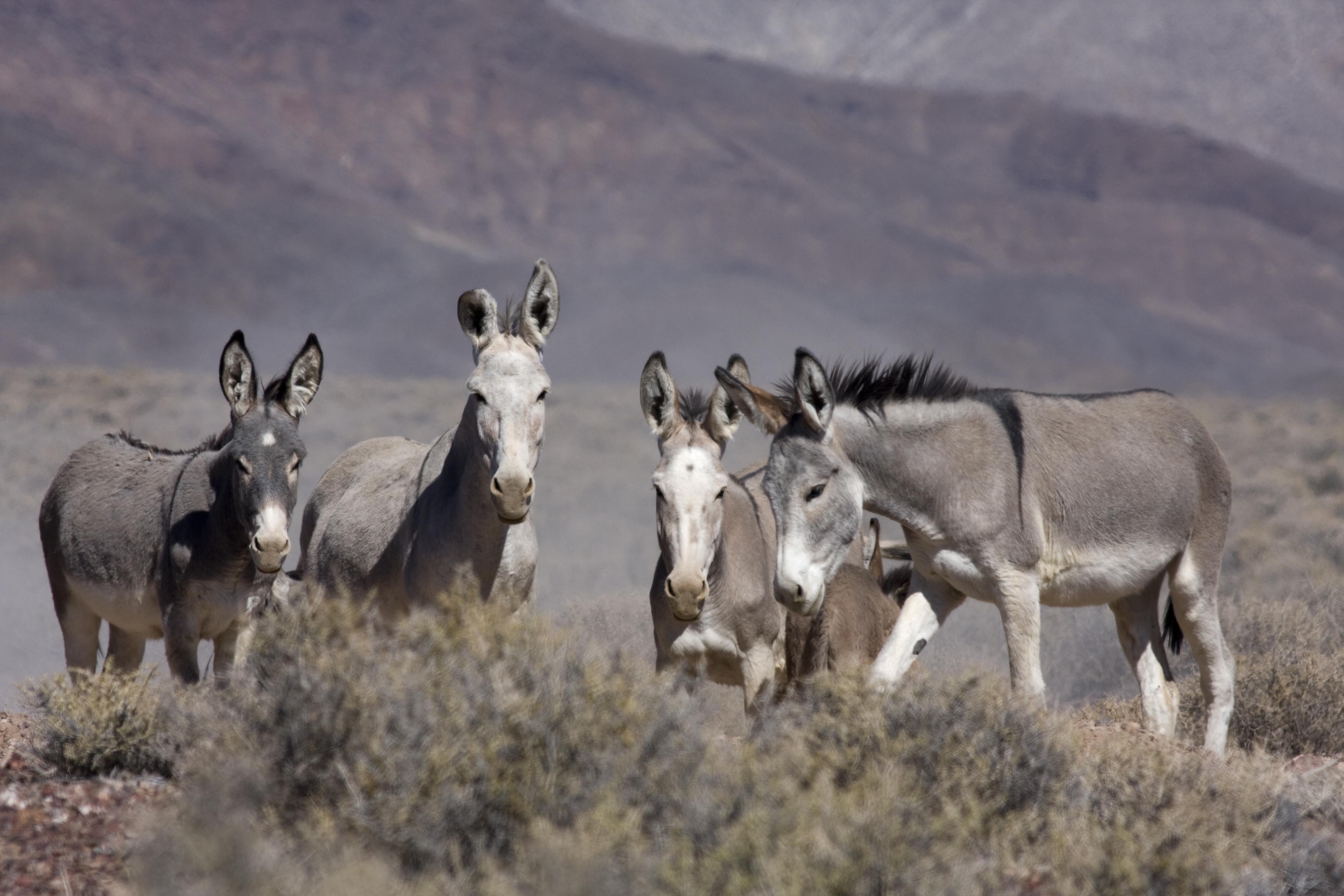 A group of burros on the range in Nevada.