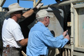 Fertility control application for a wild horse mare in Nevada.