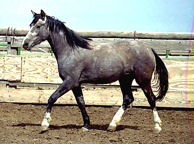 An unadopted wild horse in BLM short-term corrals.