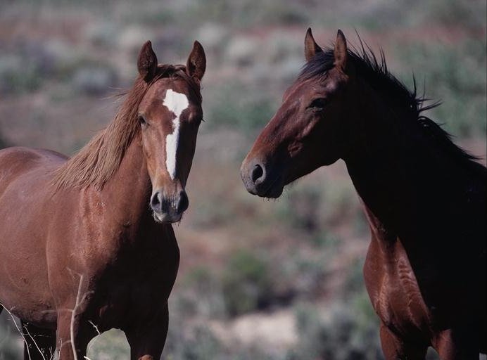 Two wild horses on the range in Utah.