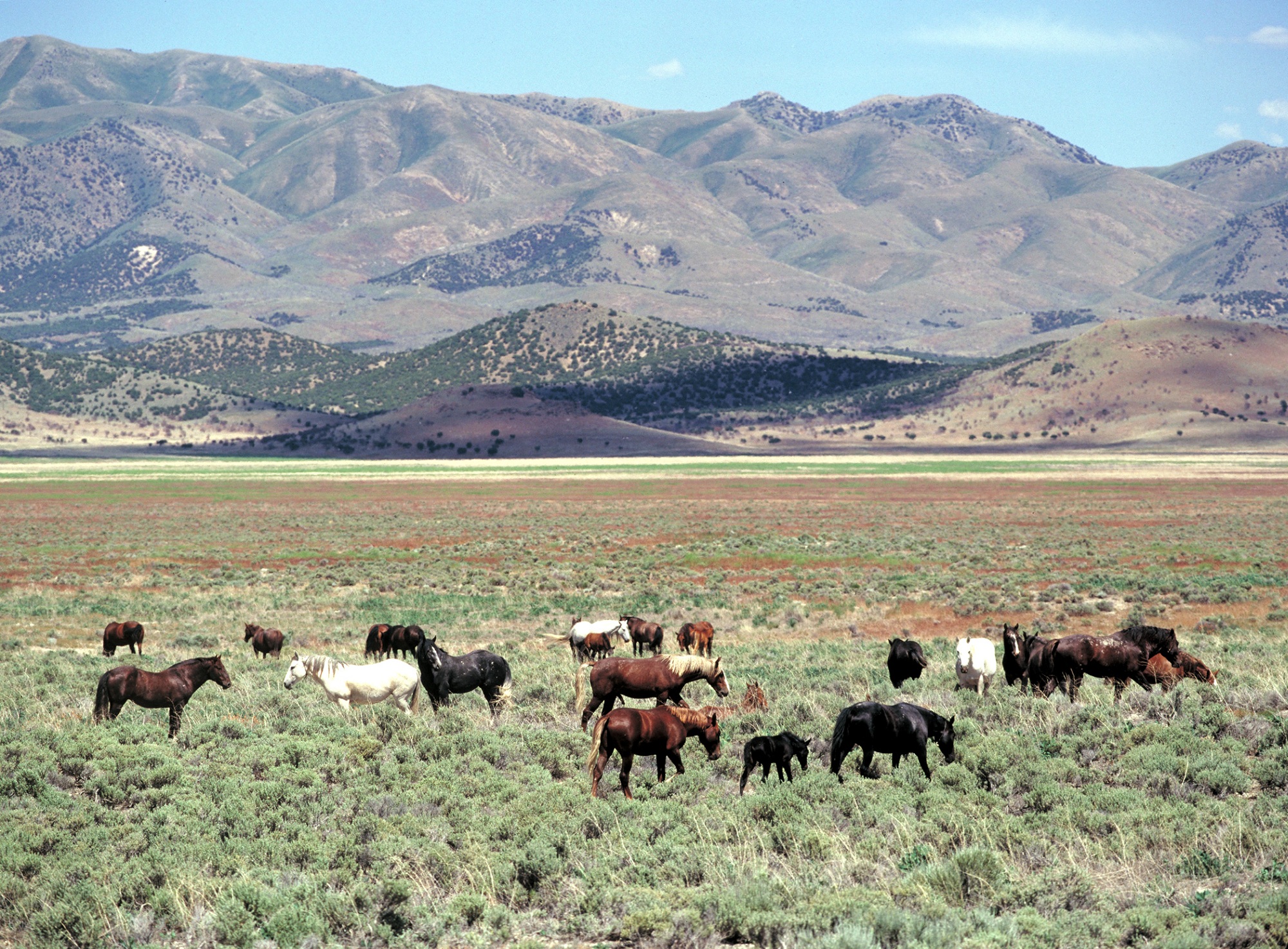 Wild horses on the range.