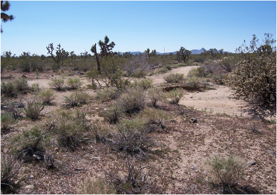 Existing Natural Stormwater Conveyance Channel with Minor Erosion